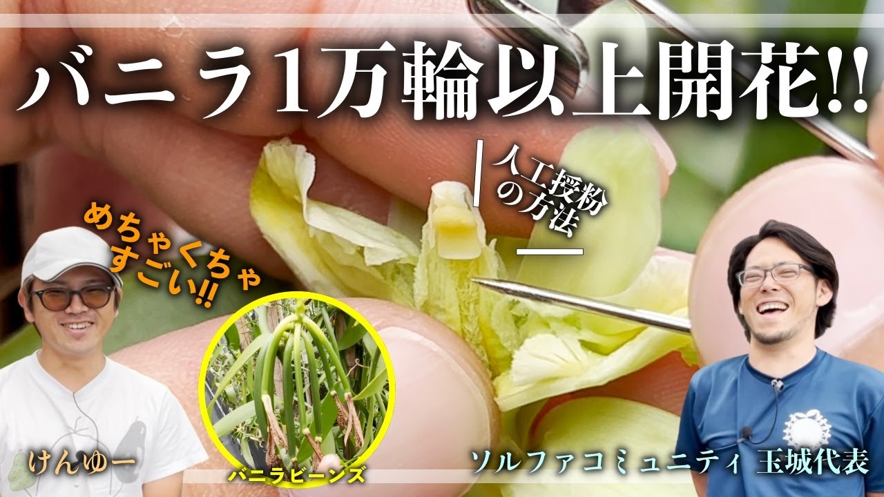 ソルファコミュニティ玉城代表がYouTubeでバニラ栽培のノウハウを紹介
