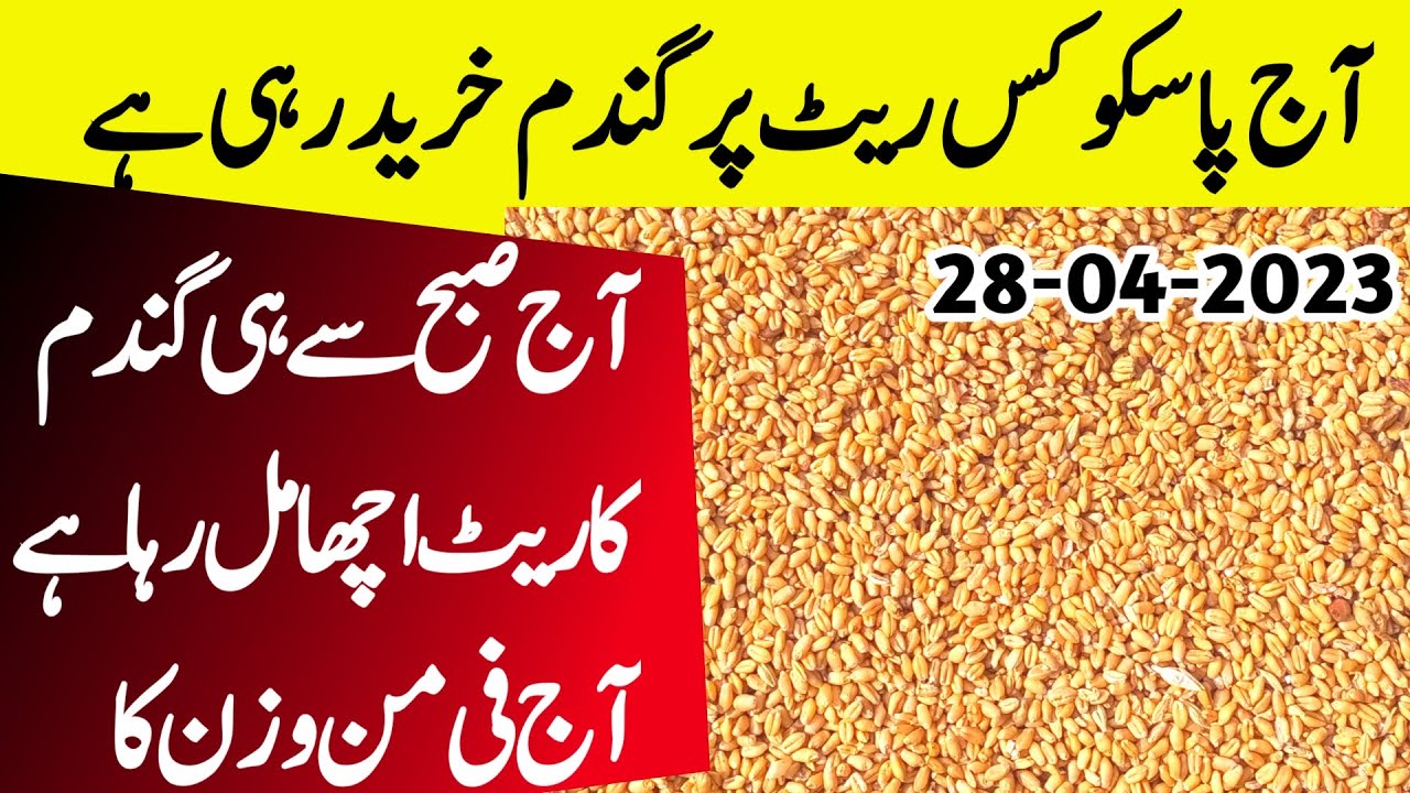 Wheat price in Pakistan 2023|Gundam ka rate today Punjab Pakistan # ...