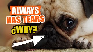 WHY Does my DOG ALWAYS Have TEARS?🐶💦 by Veterinary Network 72 views 10 days ago 4 minutes, 46 seconds