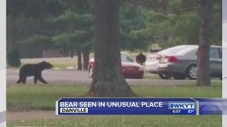 Danville bear sightings
