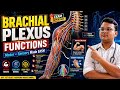 Functions of Brachial Plexus Anatomy #anatomy #risingphysiopathshala 