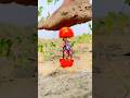 Magic crative tomato videography idea with mobile phone 📲👀😱 #makershort #crazy #viralvideos #fyp