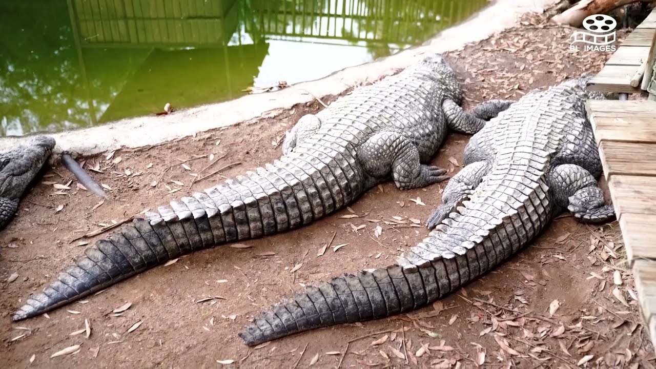 🦁 Cango Wildlife Ranch: You WON'T Believe What Animals I Saw! 😲🐊