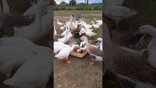 Peaceful Nature, Happy Geese Feeding