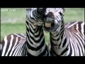 Funny talking animals  walk on the wild side  series 2 episode 1 preview  bbc one