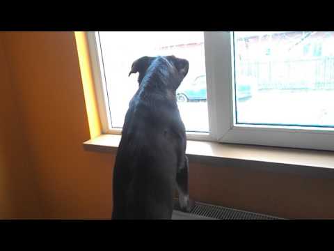 Video: Câine Rockstar Ate My (lătrat)