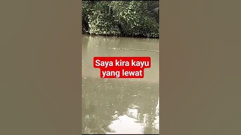 lagi mancing ikan baung di sungai  ada buaya liar lewat