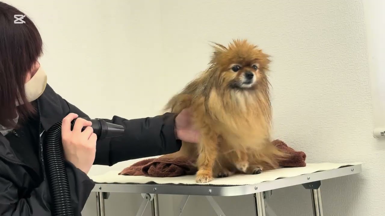 2年近くシャンプーに出せずにいた子がご来店