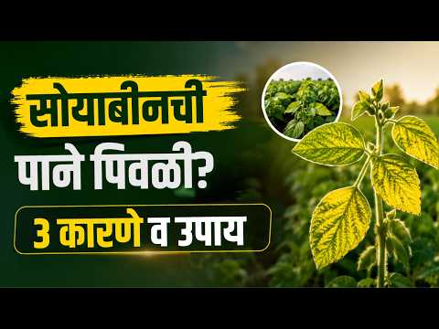 ⚠️ सोयाबीनची पाने पिवळी? हि ३ कारणे जाणून घ्या, योग्य उपाय करा! | Soybean Yellow Leaves