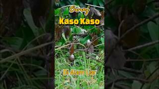 Suara Pikat Burung Kaso kaso @pecintaburung-alam