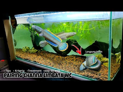 Cara Ikan Channa Limbata Kawin