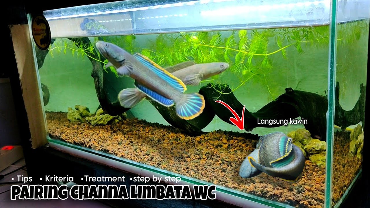Memasangkan / Mencocokkan Channa Limbata WC