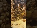 #exoticaquariumfish #aquariumsetup #exotic