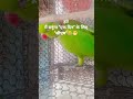 #movie #clipsound #comedy #funny #reel #parroat #short #Thank's