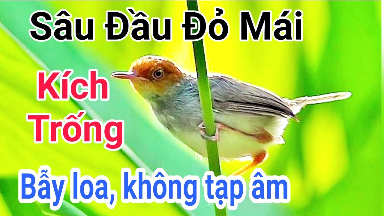 Sâu đầu đỏ mái kích trống | Tiếng chim sâu đầu đỏ mái mồi chuẩn không tạp âm | sâu đầu đỏ mái mồi