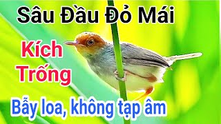 Sâu đầu đỏ mái kích trống | Tiếng chim sâu đầu đỏ mái mồi chuẩn không tạp âm | sâu đầu đỏ mái mồi