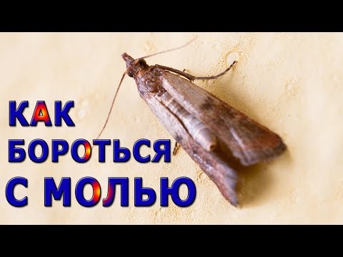 ★ Как БОРОТЬСЯ с МОЛЬЮ народными средствами