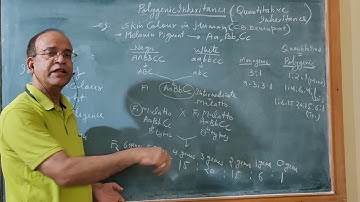 Class 12: Polygenic Inheritance- Inheritance of skin colour.