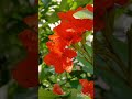 Geiger flowers #flowerlove #orange #geiger #subhodayam #namaste #gooodmorning #beautiful #natural