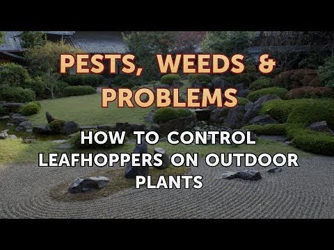فيديو: كيف تتحكم في نطاطات الأوراق على النباتات الخارجية؟