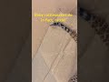 Baby rattlesnake “rattle”