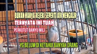 bukan hanya rejeki seperti air mengalir,ternyata ini tuah perkutut banyu mili