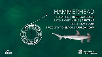 Hover UAV - Drones detect sharks at Redhead, NSW