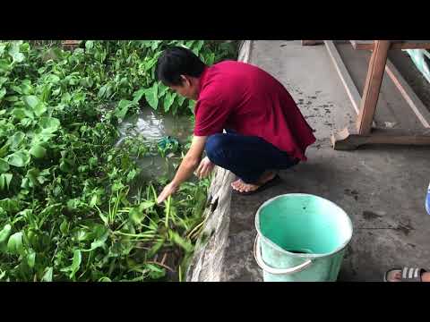 Video Đặt lờ bắt cá mùa mưa bão dính banh lờ |Miền Tây 68| - youtube
