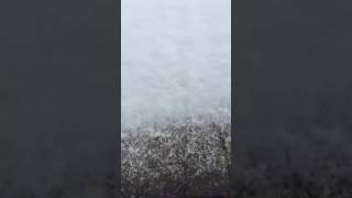Beautiful screams of a stubbed toe