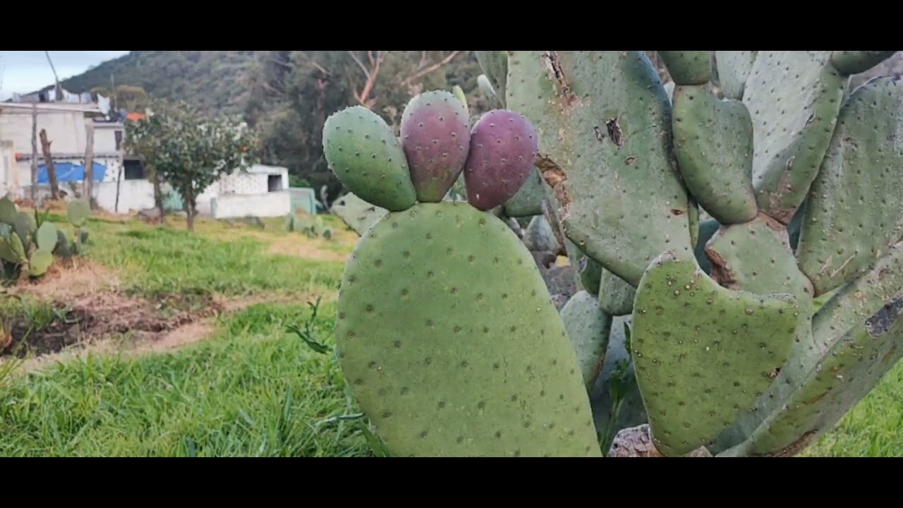 Visitando Acambay y Pate, Estado de México