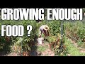 A day in the garden - Do you grow enough food