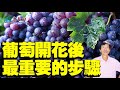葡萄開花後 最重要的步驟 果子更多 更大 更甜 葡萄開花後 最重要的步驟 果子更多 更大 更甜