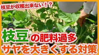 家庭菜園や農園の枝豆栽培で収穫できない 肥料過多が発生した時に実を大きくする対策を徹底解説 農家直伝 Tips For Enlarging The Pods Of Green Soybeans Youtube