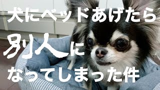 愛犬おちょこまるのガチャルーティン 鬼丸国綱の乱 Chocomaru Gacha Routine ぱちおまる