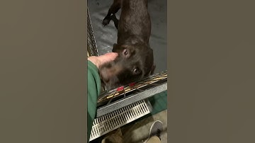 Sudden Valley’s pudelpointer K litter, 5-12-2021