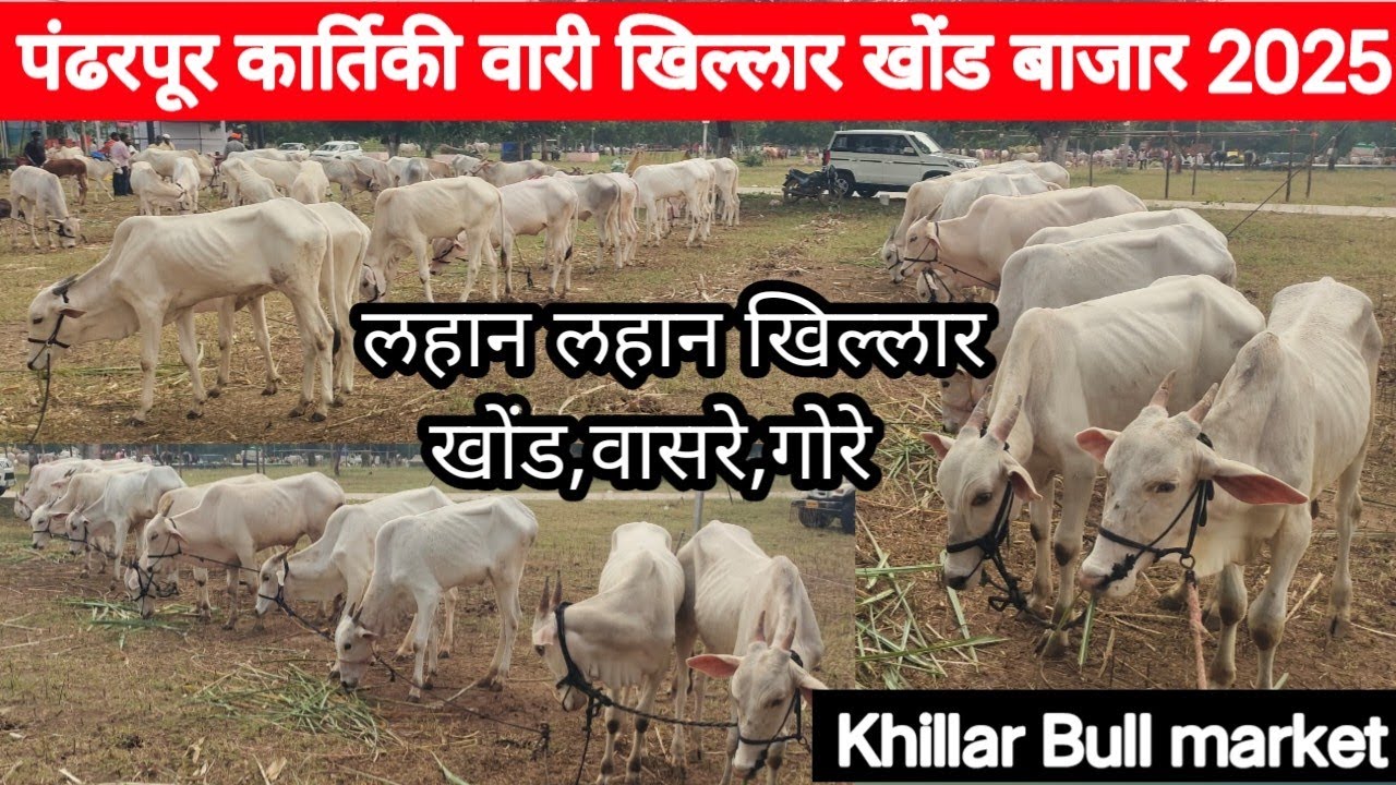 पंढरपूर कार्तिकी वारी-लहान खिल्लार खोंड,वासरे,गोरे बाजार 2025 / Khillar Bull Kartiki wari 2025
