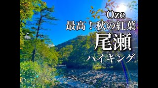 【尾瀬】紅葉が見頃！秋こそ行きたい尾瀬ハイキング！静かで空いてて景観最高。初心者の知りたい情報を聞くだけ解説。　#尾瀬　#oze 　@s_ingen