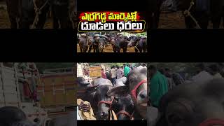 erragadda buffalo market