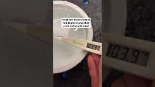 Cats like it HOT! A water temp of 104.0 is just about perfect for most cats! #sphynx #cat