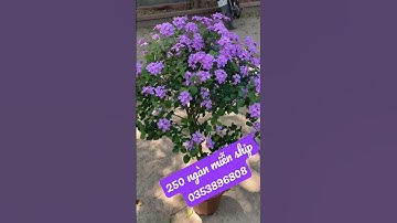 Hoa ngũ sắc tím - thân gỗ trồng chậu - hoa quanh năm