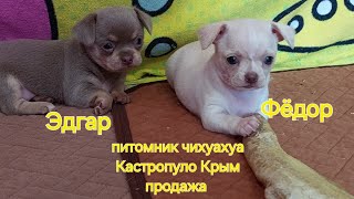 Эдгар Фёдор и Варвара Филипповна ПРОДАЖА чихуахуа питомник Кастропуло Крым купить щенка