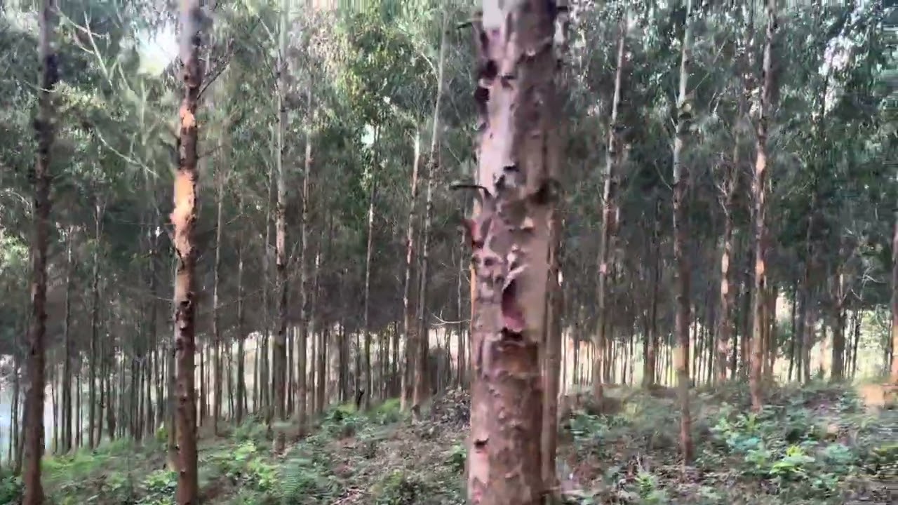 Bạch đàn U6 tại Bắc Kạn