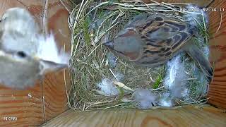 DAY 13 Lots of nest building activity