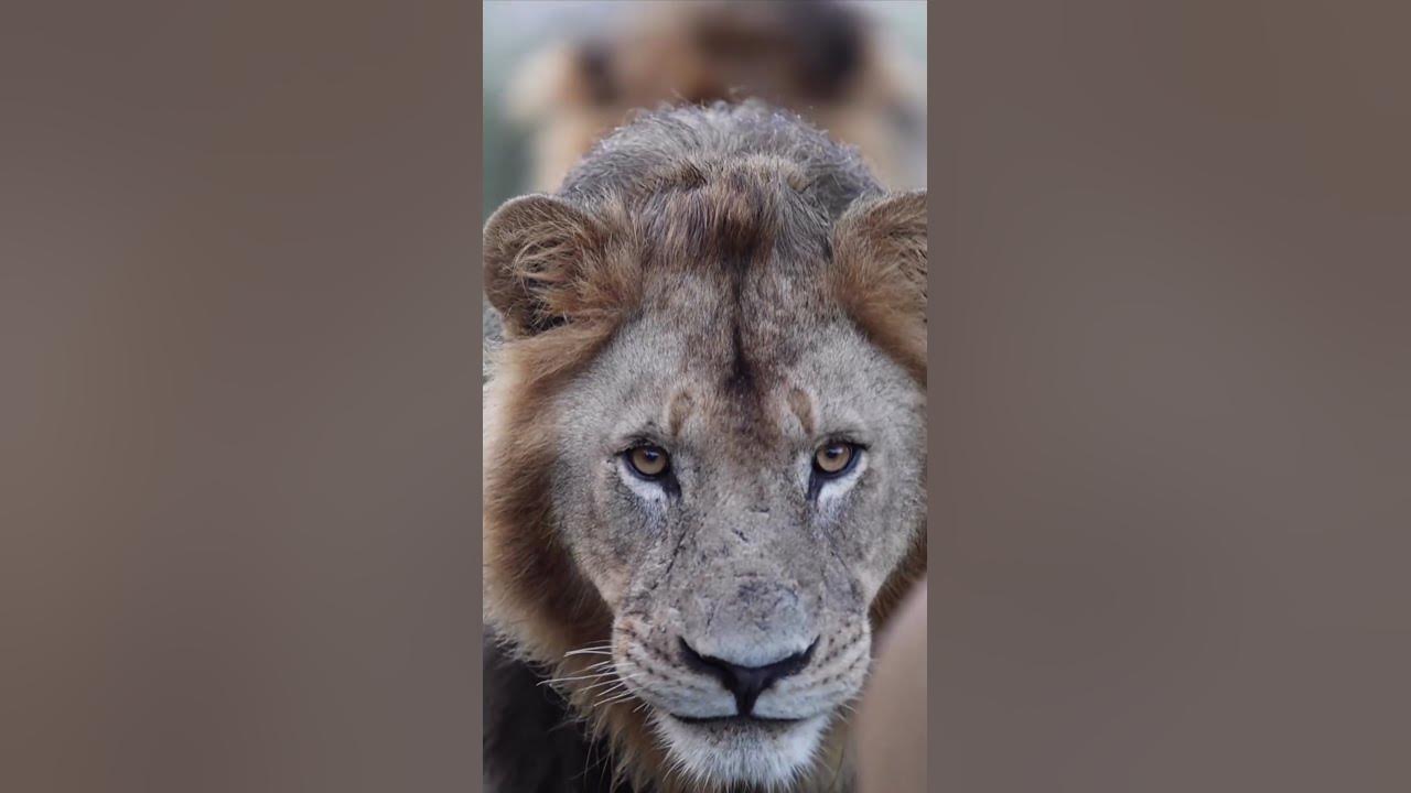 Brothers in Blood Lions YouTube