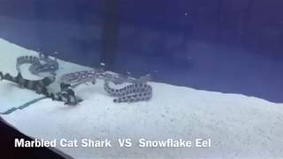 Shark Vs Eel