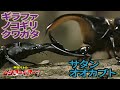 公式 サタンオオカブト Vs ギラファノコギリクワガタ 甲虫バトル ムシファイター 3
