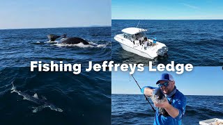 Fishing at Jeffreys Ledge | Catch and Cook | + Humpback Whales | + A Giant Blue Shark 😲🤩
