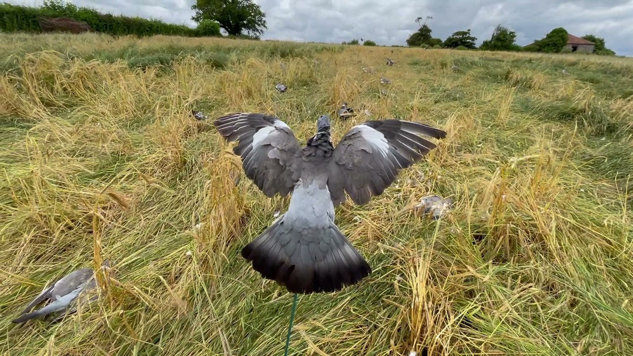 Floater Lander Glider