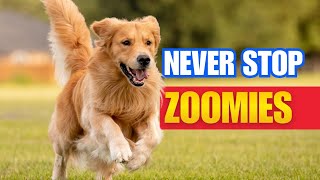 Why Dogs Get Zoomies Out of Nowhere (Vet Explains the Science)
