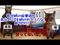 【スカッと猫ミーム】クビにした相手は会長の孫…専務の末路が悲惨 #猫ミーム